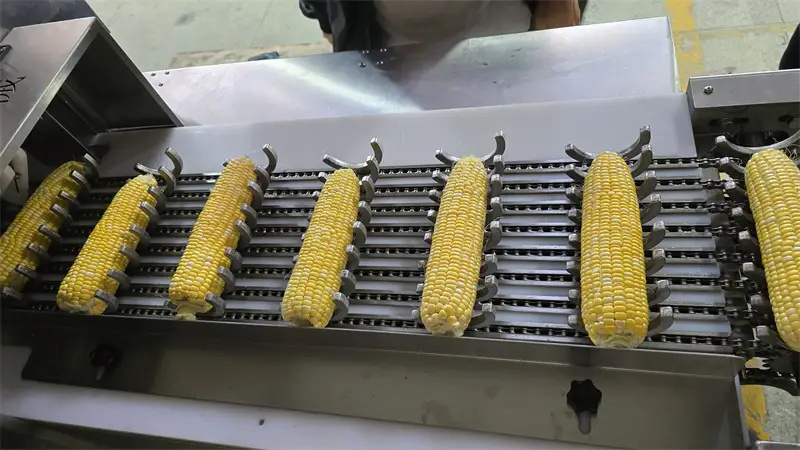 多鋸條玉米棒切段機(jī)不斜切掉籽的秘密，你知道嗎？ 